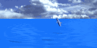 Image of dolphins.gif